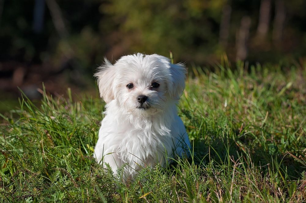Omplassering av hund i rogaland  hva bør du vite?