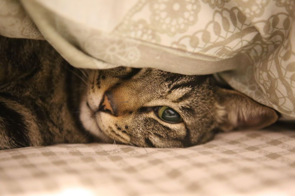 Kattehotell: Trygg og komfortabel ferie for katten din